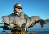 Striper fishing guide service